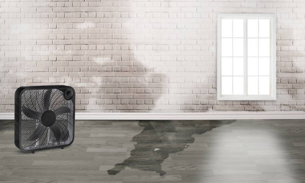 Best Water damage mitigation services  in Minersville, PA